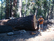 Sequoia National Forest