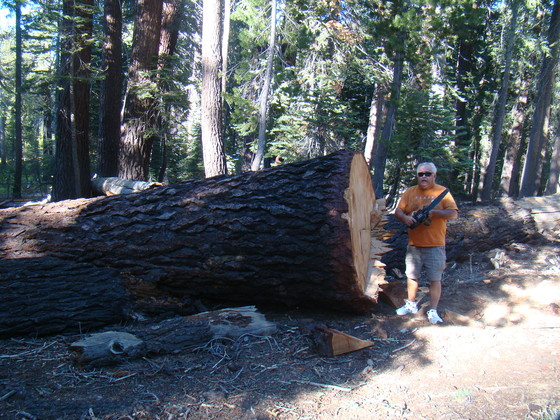 Sequoia National Forest