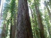 Redwood National Park