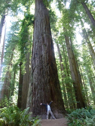 Redwood National Park