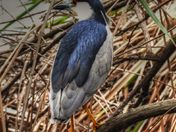 Sepulveda Wildlife Basin