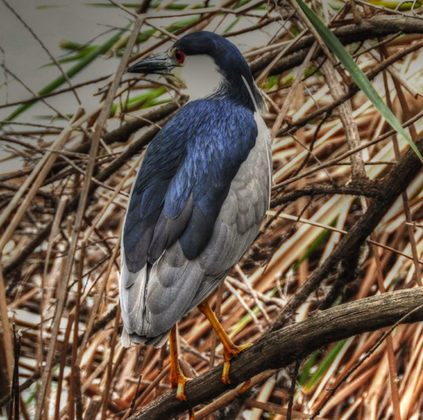 Sepulveda Wildlife Basin