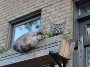 kitty in a flower box