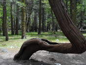 YOSEMITE