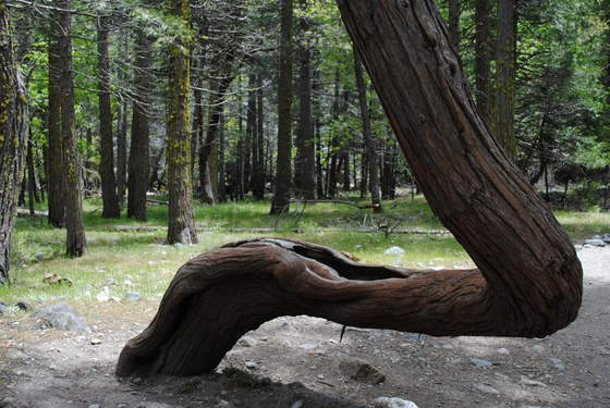 YOSEMITE