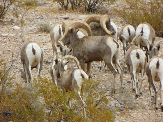 Mohave County, AZ