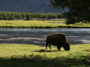 Yellowstone National PArk