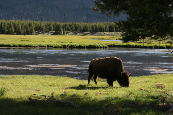 Yellowstone National PArk