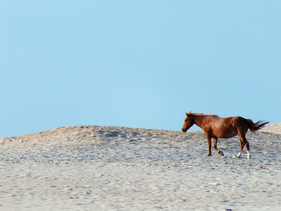 assateague island national seachore