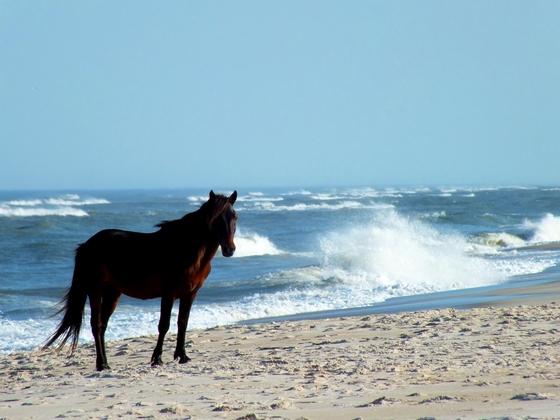 Assateague Island National Seashore