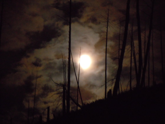 Helena National Forest