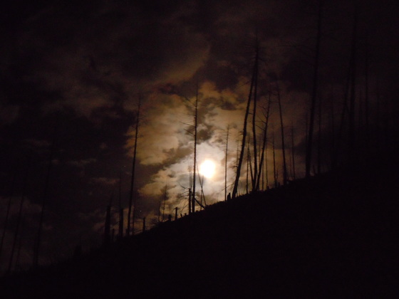 Helena National Forest
