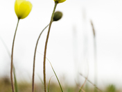 Arctic Poppy