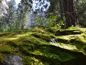 Yosemite National Park