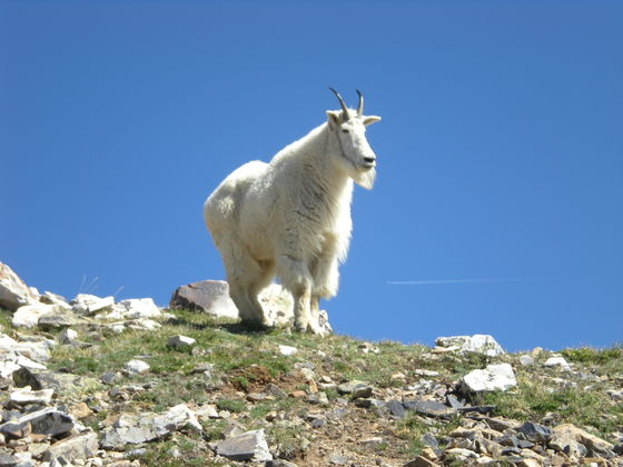 Mt Quandry, White River National Forest, Summit County,  Colorado