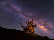 ancient bristlecone forest