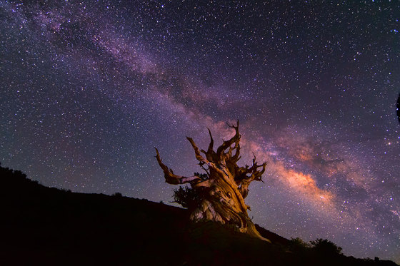 ancient bristlecone forest
