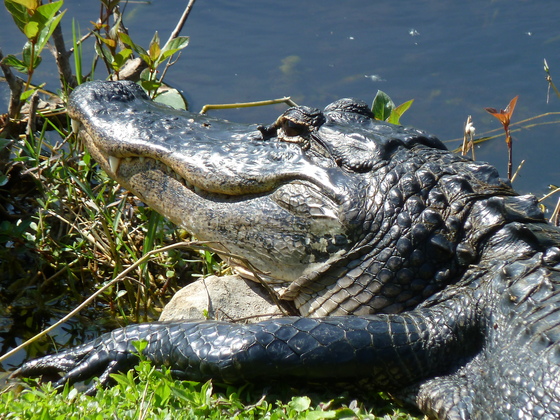 Everglades National Park