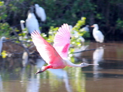 Everglades National Park