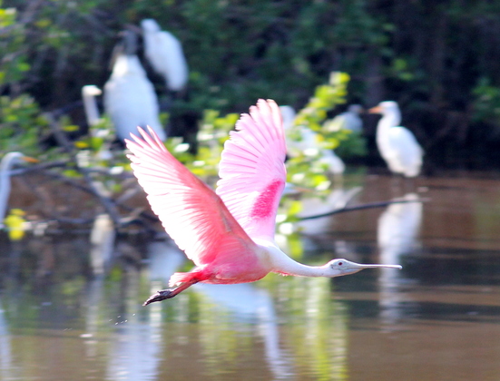 Everglades National Park