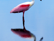 Merritt Island