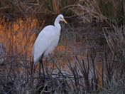 Mattamuskeet National Wildlife Refuge, NC