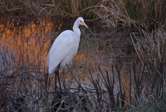 Mattamuskeet National Wildlife Refuge, NC