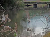 Mattamuskeet National Wildlife Refuge