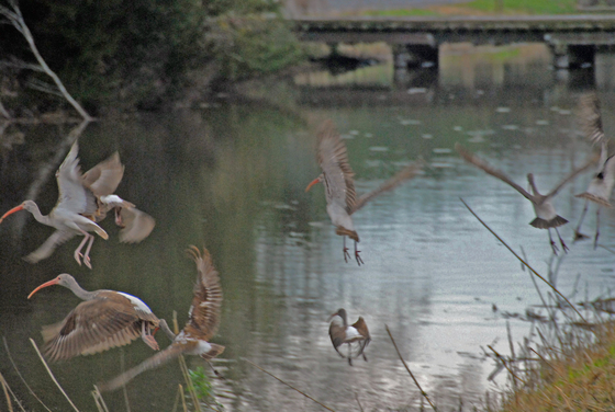 Mattamuskeet National Wildlife Refuge