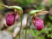 Lady Slippers