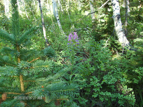 Lodgepole Campground