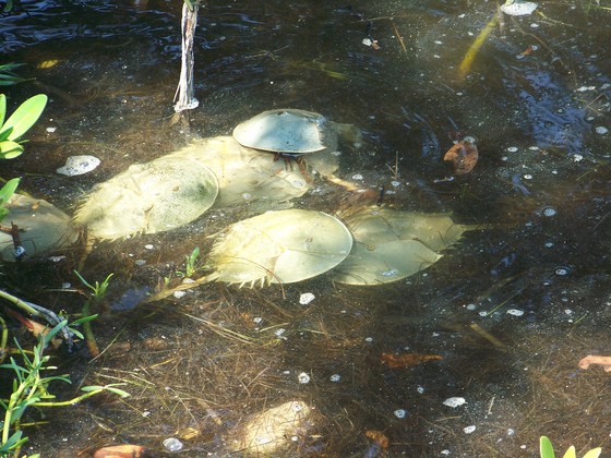Ding Darling National Wildlife Refuge