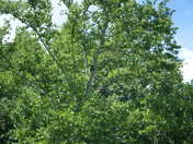 Ozark National Scenic Riverwasy