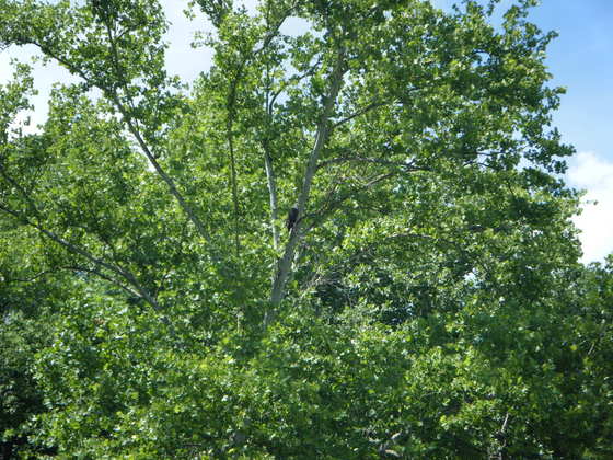 Ozark National Scenic Riverwasy