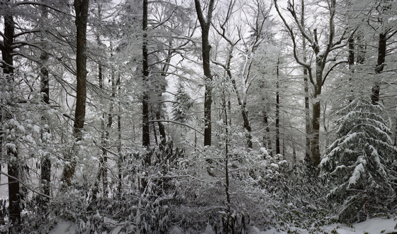 Great Smoky Mountains National Park