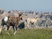 Badlands National Park