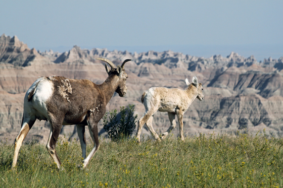 Badlands National Park