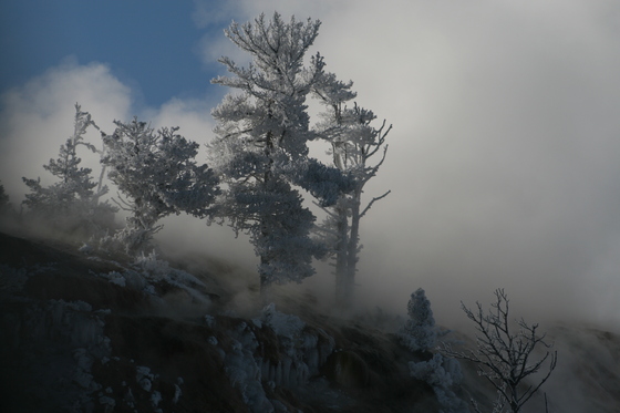yellowstone national park, mamoth hot springs