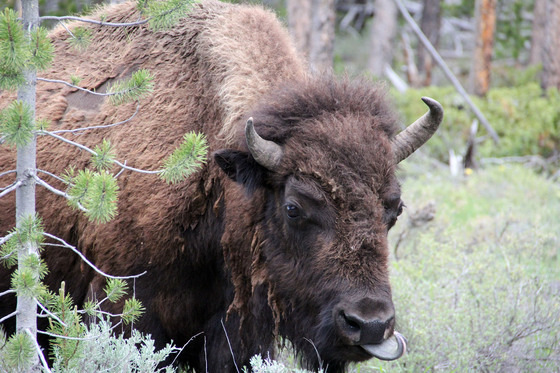Yellowstone National Park