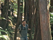 Muir Woods