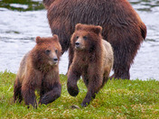 Pack Creek, Admiralty Island, Alaska