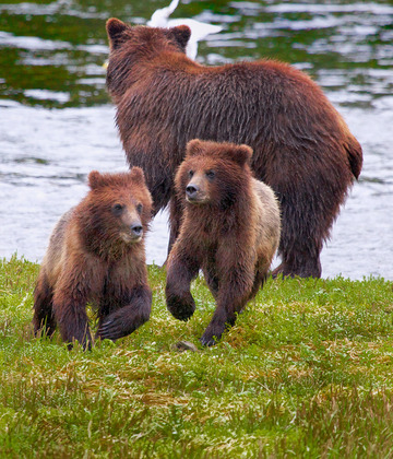 Pack Creek, Admiralty Island, Alaska