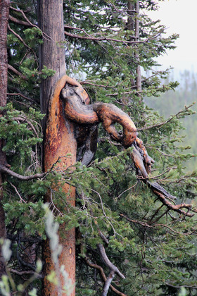 Yellowstone National Park