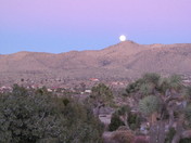 Joshua Tree