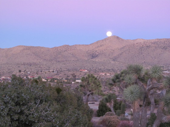 Joshua Tree