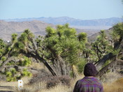 Joshua Tree