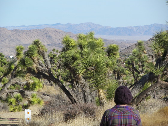 Joshua Tree
