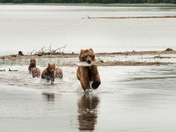 Katmai national park