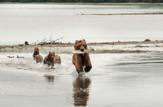 Katmai national park