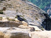 Yosemite National Park